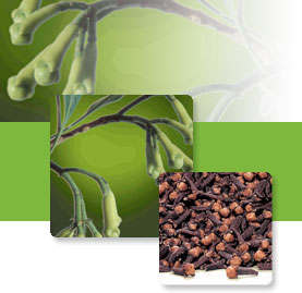 Cloves- Are The Aromatic 